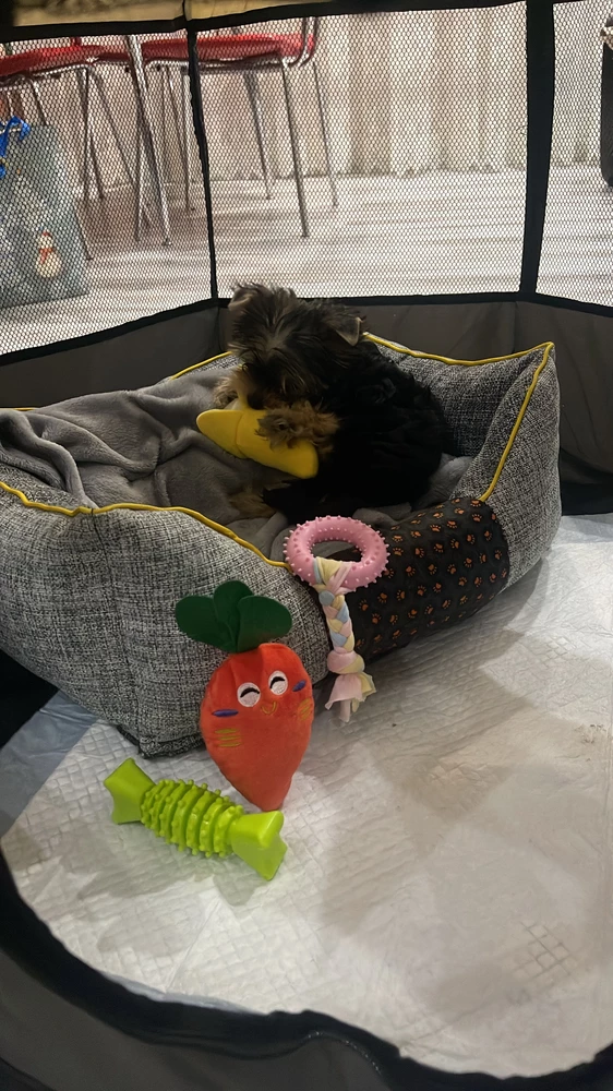 Игрушечки классные,банан и морковка пищат ,банан шебуршит,резиновые тоже классные