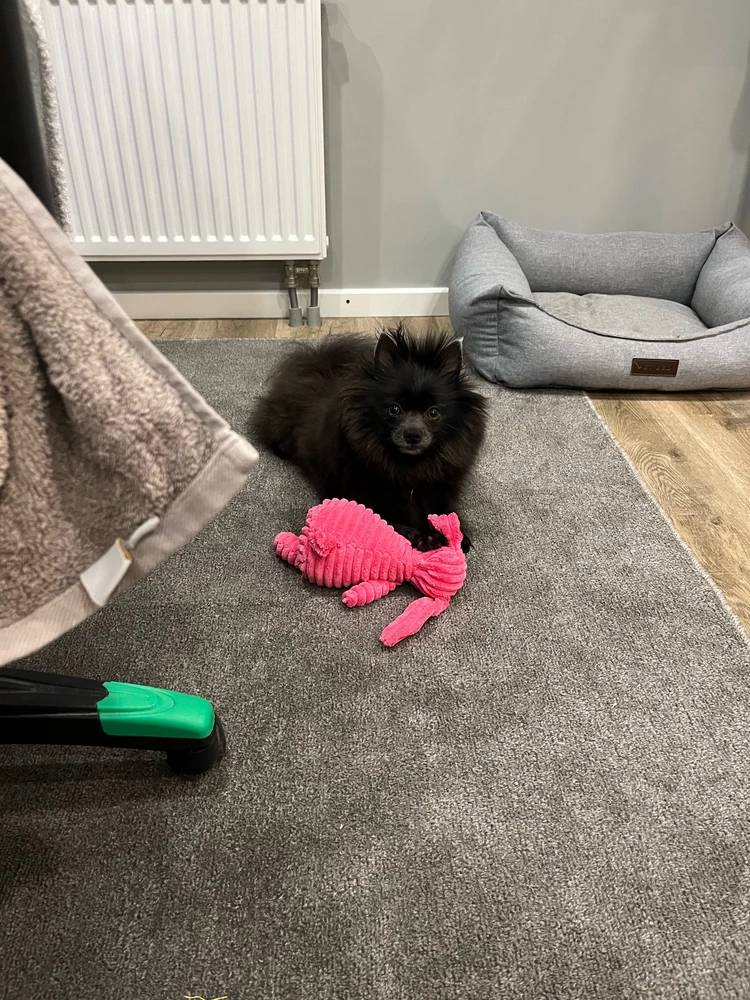 Очень понравилась Щетке зайка, на удивление долго живет уже, у нас собака-вандал😃 если ваш питомец тоже любит отгрызть уши/глаза и прочие мелкие детали - берите зайку🔥 пострадал только хвост 😃