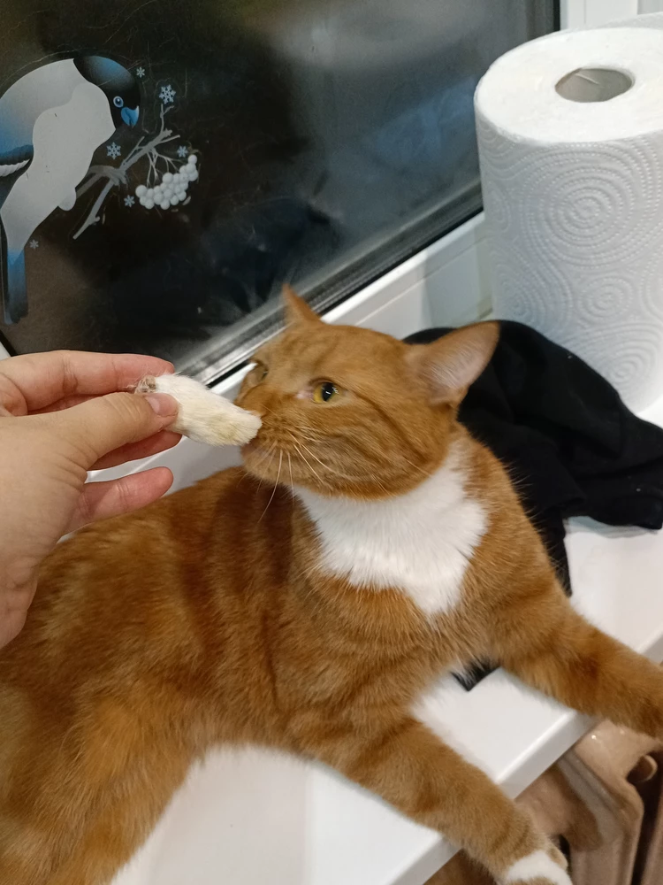 Коты в восторге. Гоняют по всему дому уже час. Буду брать еще