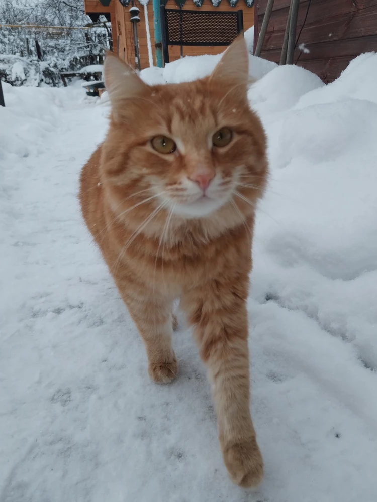 Коты едят уже десятый большой пакет, не жалуются, довольные веселые