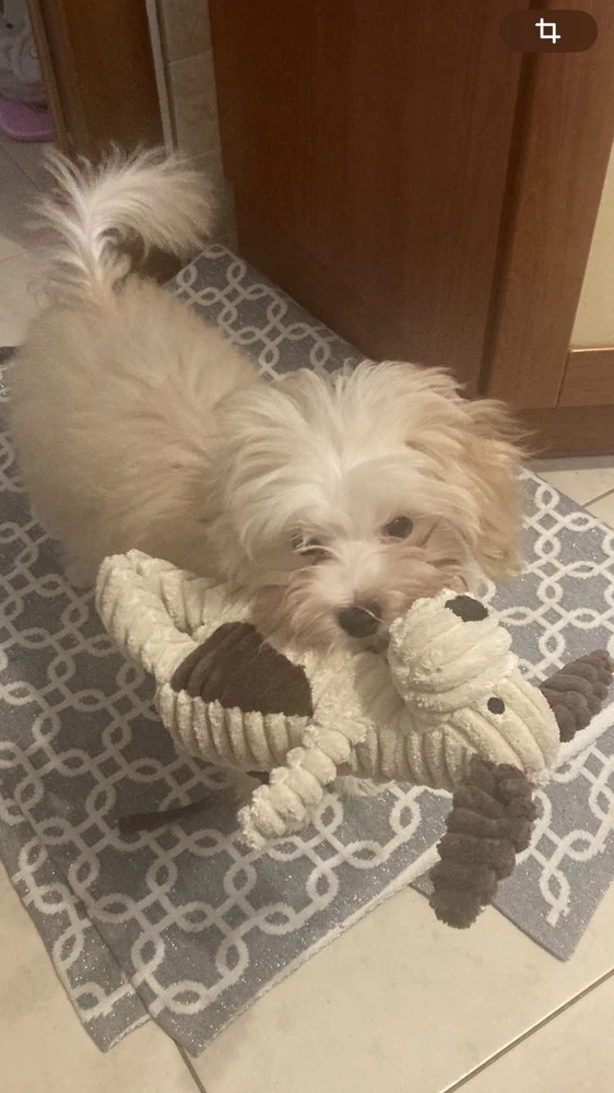 Мой пёс доволен! Спасибо!