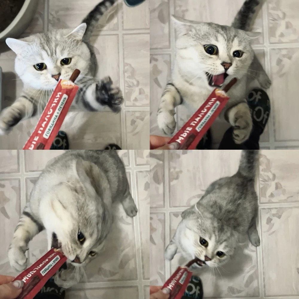 Кот обожает эти палочки!