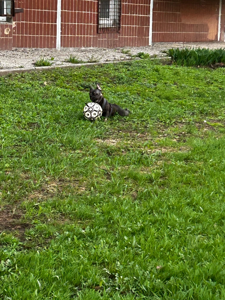 Собака в восторге, гуляли два раза с мячом, пока цел