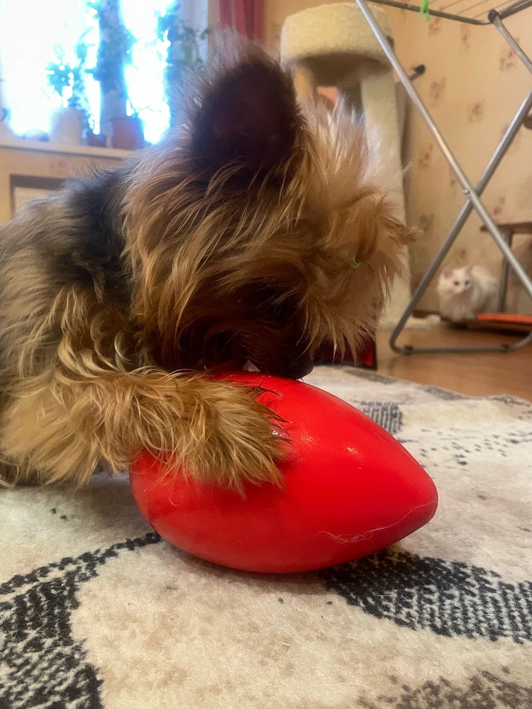 Игрушка очень понравилась собаке.
Порода Йорк (стандарт).
По размеру идеально.
Не берите большим собакам а то разгрызут.