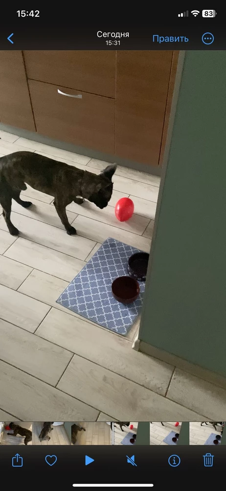 Яйцо реально неуловимое, но для средней собачки, французского бульдога. Грохот конечно жуткий от него, пес гоняет по всему дому) он счастлив, я не очень 🥲 придется привыкать к шуму