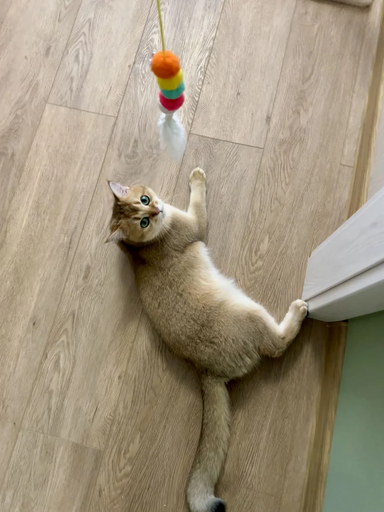 Кот влюбился в эту штуку 😅, не оторвать )) Жаль ,нельзя видео приложить). Прыгает, играет, когда устанет, просто лежит рядом ,наблюдает . Однозначно, рекомедую, гениальное изобретение 👍