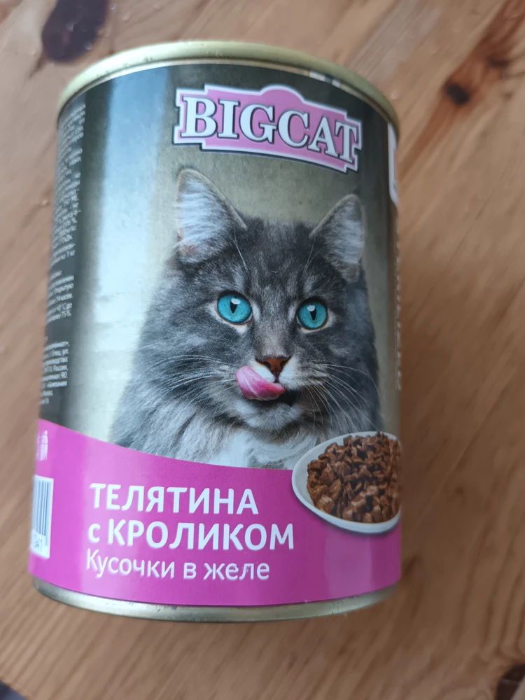 Коты лопают.