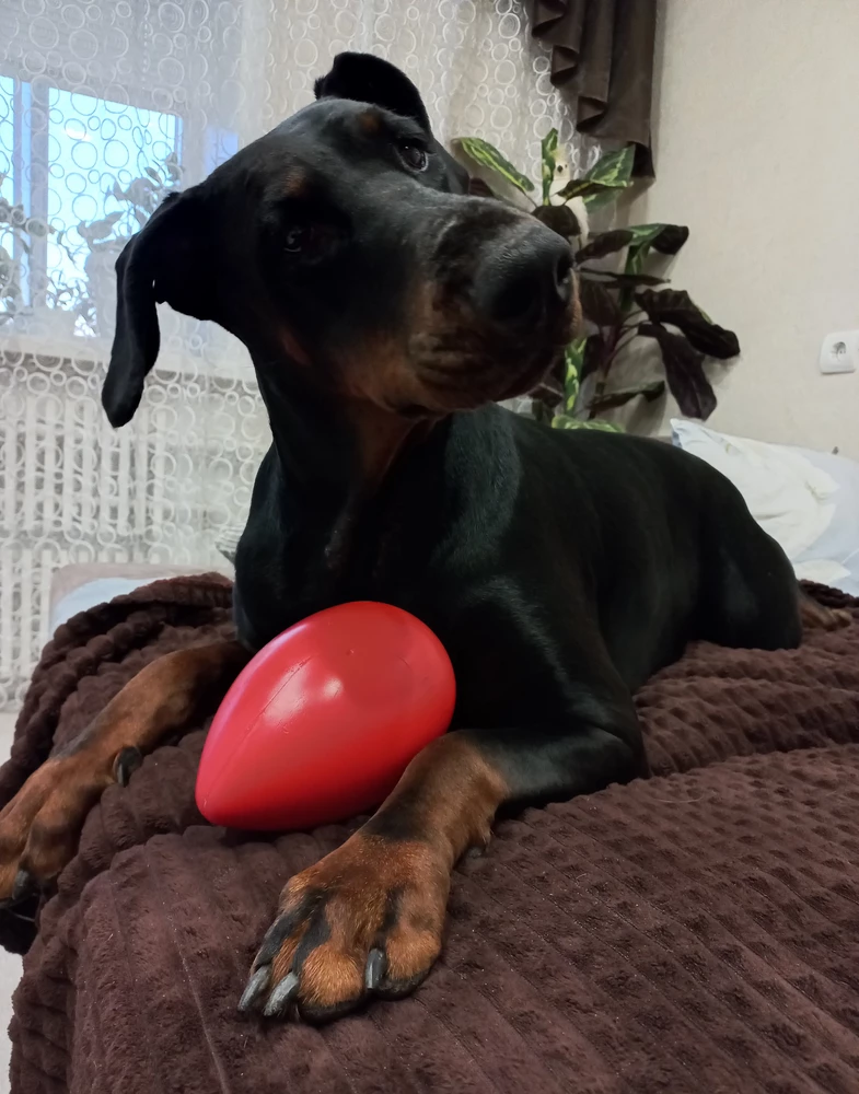 Всё понравилось! Собака оценила)))