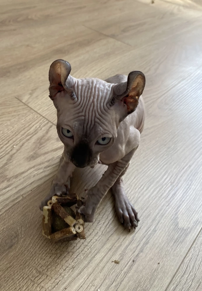 Мелкому понравилась сразу , но очень мусора от нее много