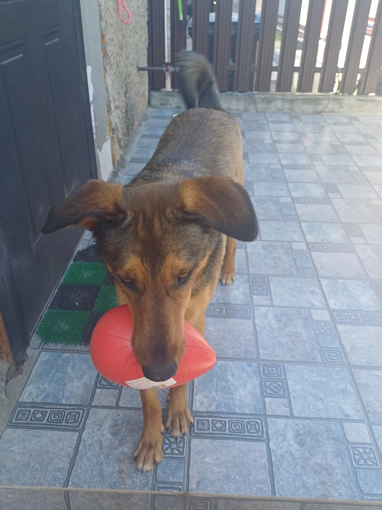 Забавная штуковина. Собака давольная. К сожалению - уловимое 😂