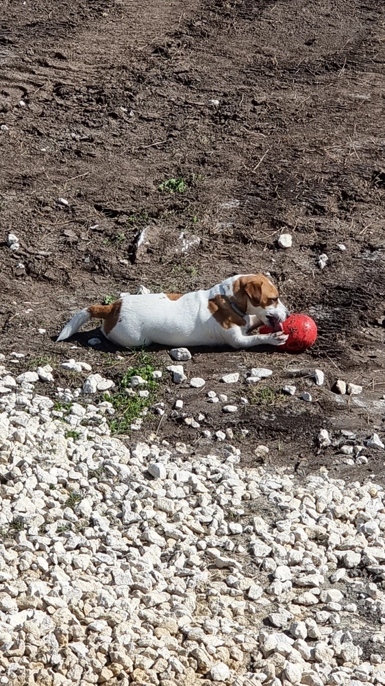 Собака заценила!))