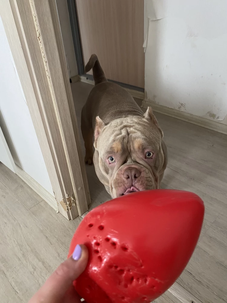 Яйцо было "неуловимым"целых 2 дня, что тоже неплохо , а потом "поддалось" нашему мальчику)