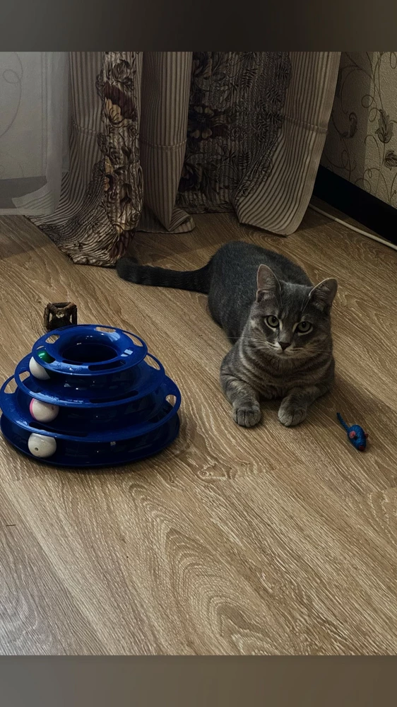 Кот доволен