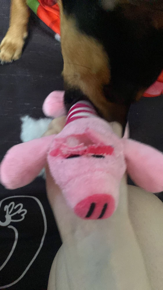 Игрушка клёвая, каяественная, той-терьеру хватило 30 минут оторвать уши