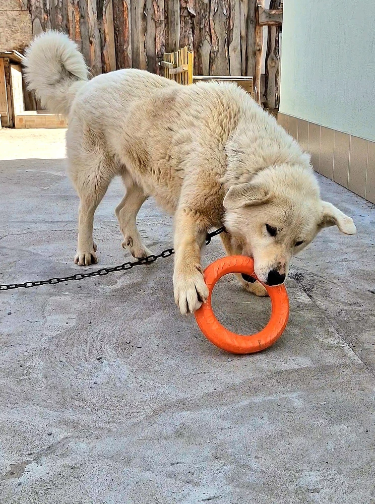 Уже полгода наш Алабай с ним играется) игрушка целая) Спасибо!