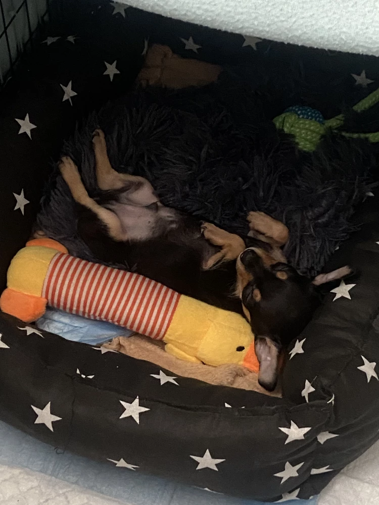 Ну тут все понятно, играет, спит с ней…. Отличная игрушка, а вот мячик из каната пока не зашел, большой для него и тяжелый но пытается и его грызть 😆