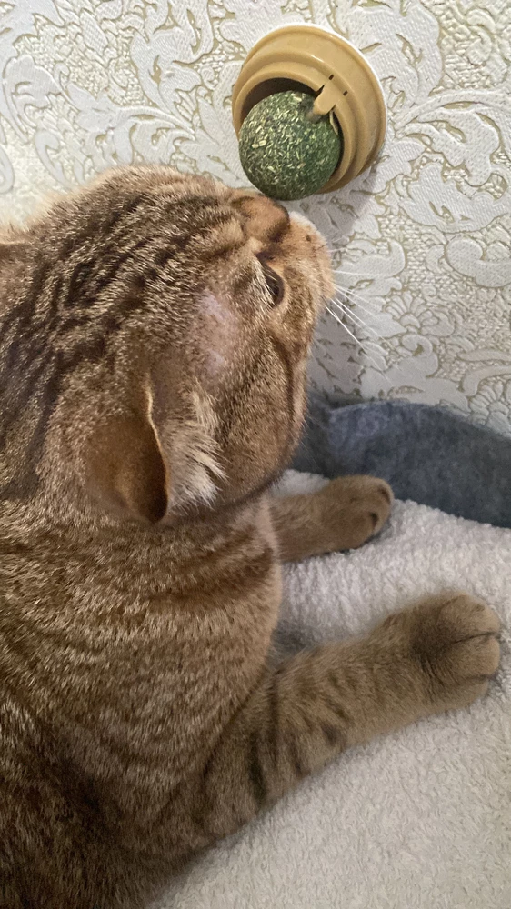Кошка заценила👍🏻