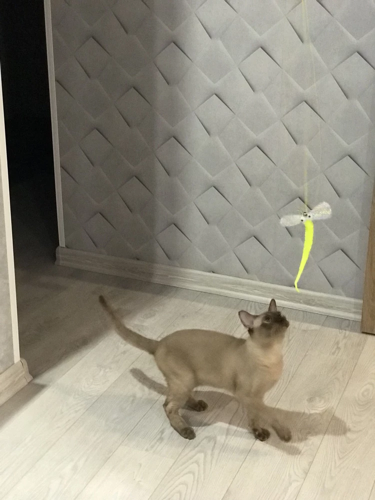 Спасибо за досуг нашего котика! Когда нас нет дома, будет чем заняться!!