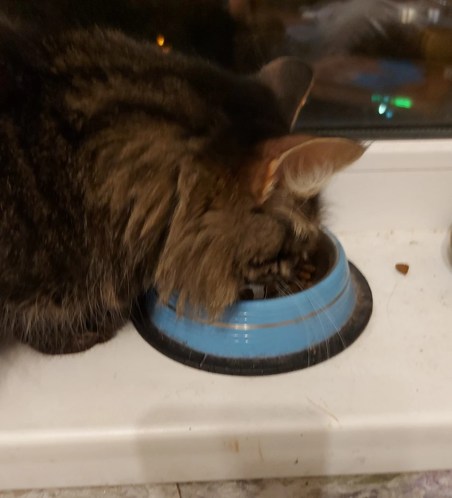 Моя кошка ест с удовольствием. Главное, нет расстройства желудка.