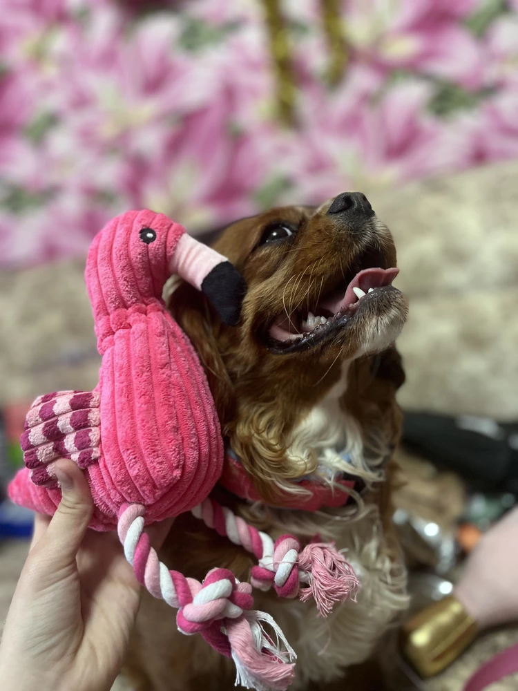 Крутая игрушка