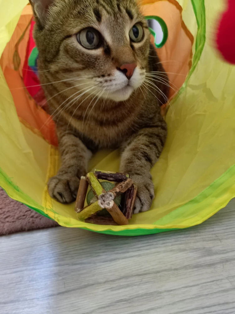 Кот грызёт с удовольствием