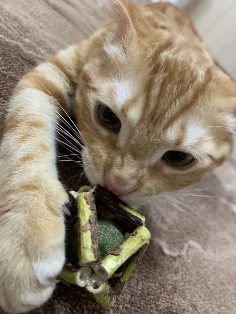 Наш кот в восторге 🤪 и зубы точит и тащится одновременно 😇