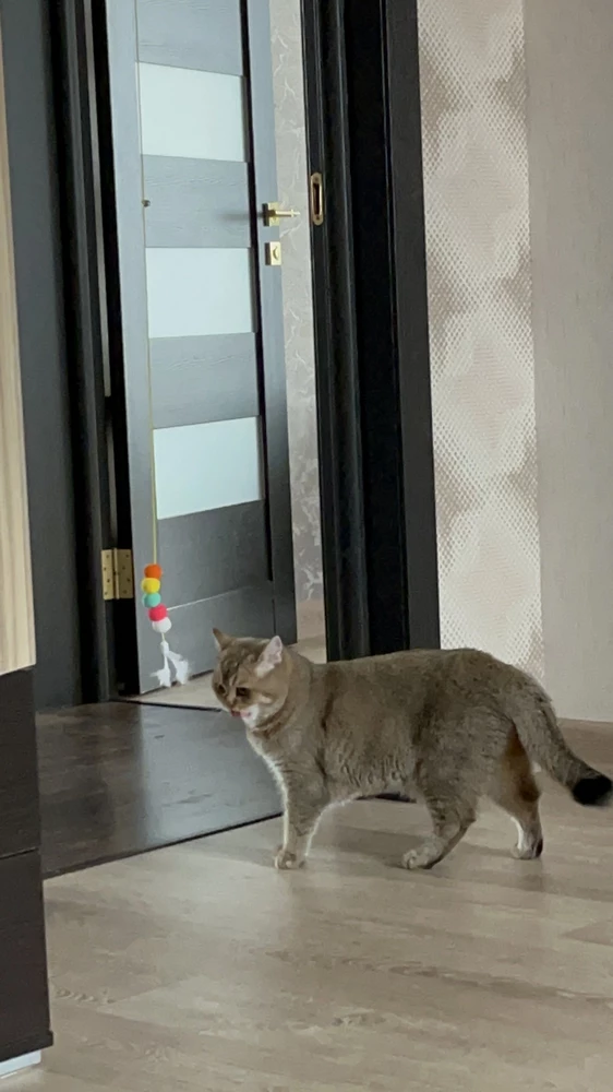 Взрослую кошку особо не интересует😅