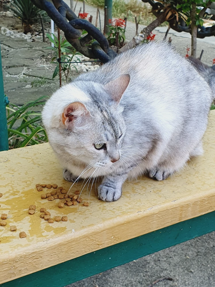 Кормим дворовых котиков, они в восторге! 😍 передают привет.