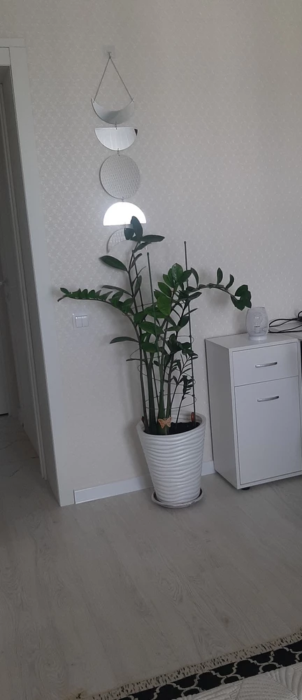 Прикольная декорация, нравится конечно очень. Единственное кажется цена немного завышена