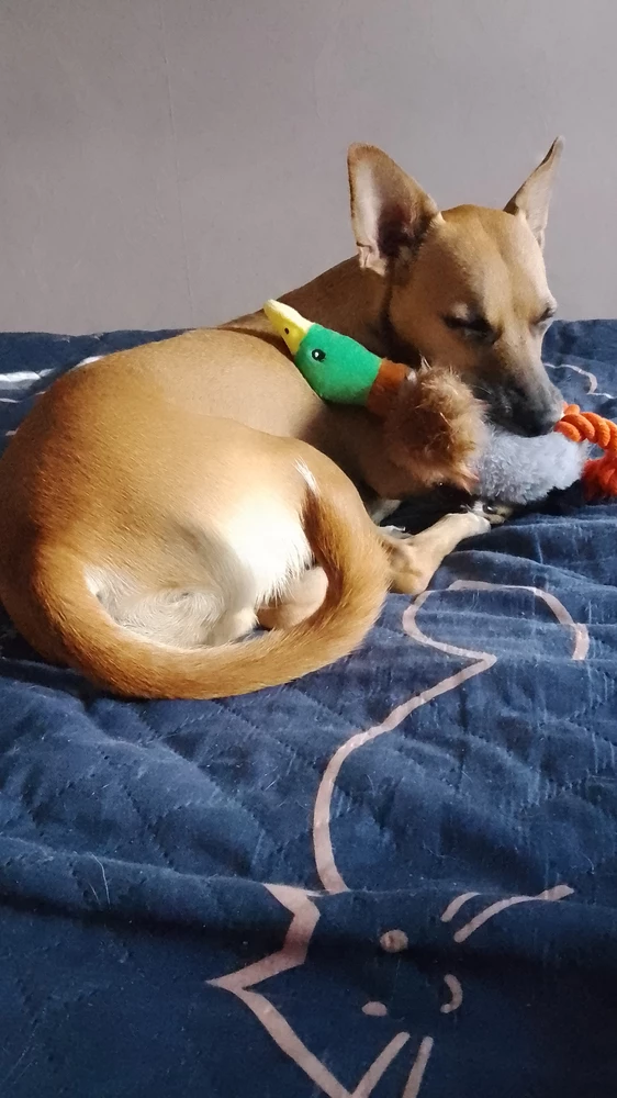 Хорошая игрушка, собака играет, даже засыпает с ней.