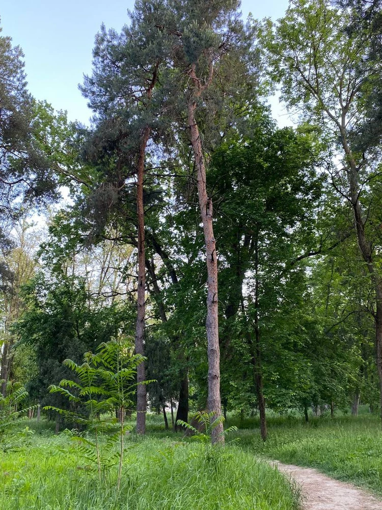 Имба но быстро разрежаються