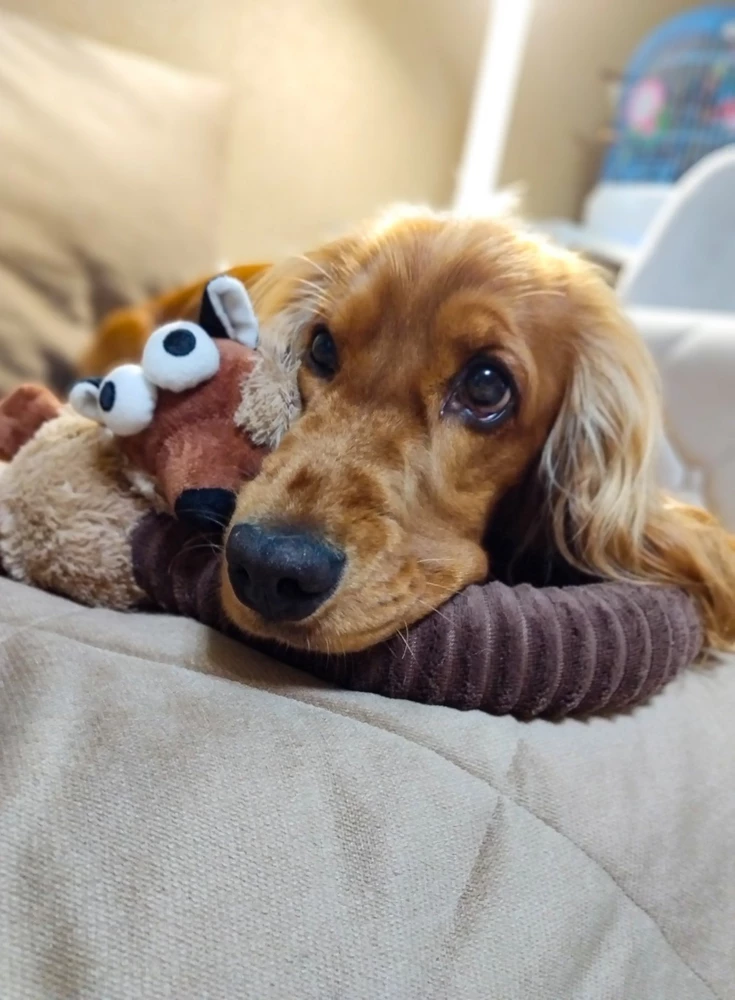 Шикарная игрушка, наш мальчик в восторге! Прямо любовь 😍с первого вгляда, тягает ее уже несколько дней. Игрушка крепкая, прочная мы и в перетяжки граем и просто ее грызем, собакуш наш не маленький и зубки большие, но Лис все выдерживает. Спасибо, производителю за интересную задумку! Игрушка привлекает внимание не только собаки ,но и детей😀